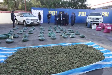 PDI desarticuló organización criminal productora de cannabis que operaba en la provincia de Elqui