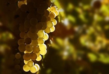 Chile celebra el Día Nacional del Pisco destacando su valor como patrimonio histórico, cultural y productivo