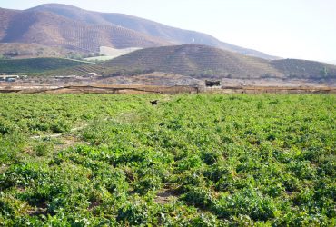 Consecuencias de heladas en Monte Patria sugiere nuevas herramientas de apoyo a la agricultura